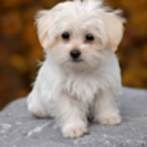 Meet your Posher, Miguel